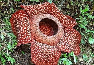 巴西植物园"最臭"热带花卉泰坦魔芋盛开