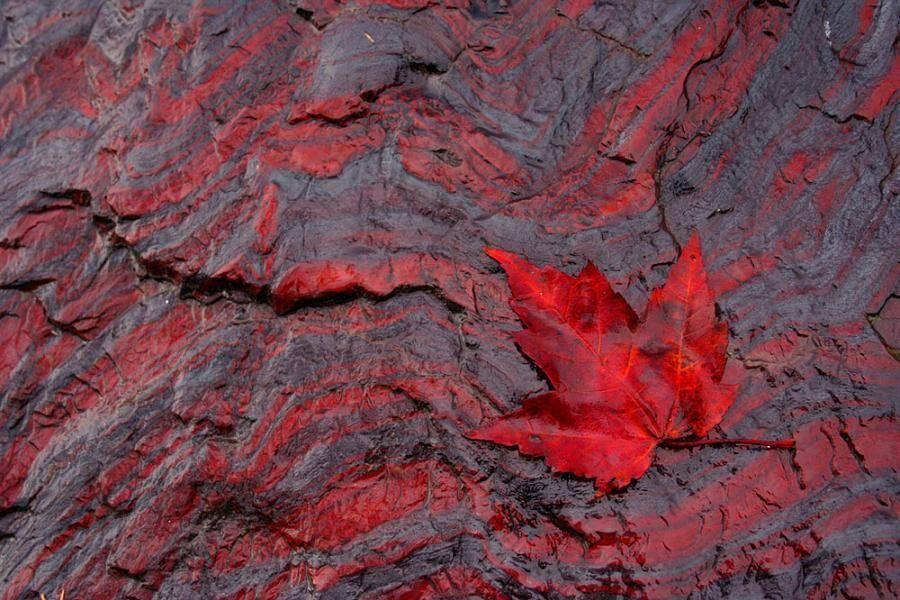 这些条带状结构是灰磁铁矿或赤铁矿与红色富含铁质的燧石间的轮换层.